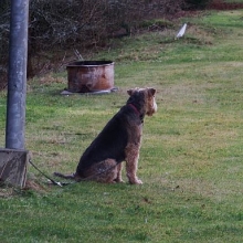 Německý pes ještě čeká na páníčka 