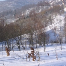 29.1.2006 - Z cesty Mikulov - Vitiška
